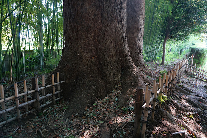 岡山後楽園のクスノキ