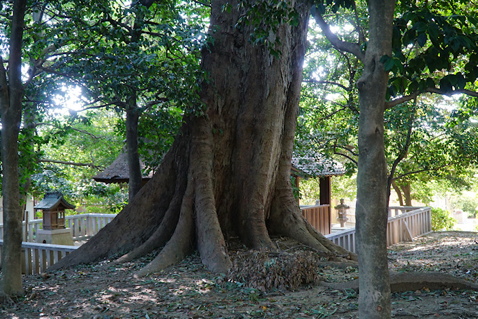 岡山後楽園のムクノキ