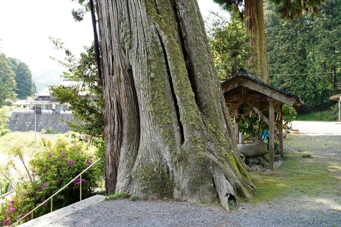 熊野神社の五本杉、最大樹