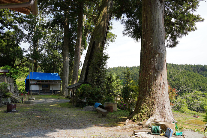 熊野神社の五本杉