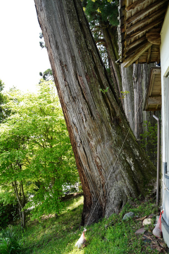 熊野神社の五本杉、東端樹