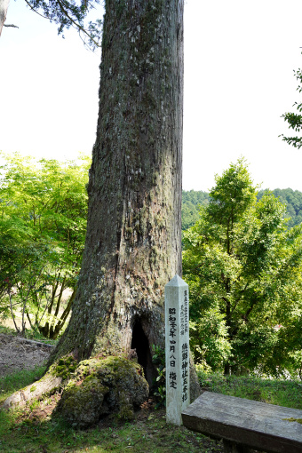 熊野神社の五本杉、中央樹