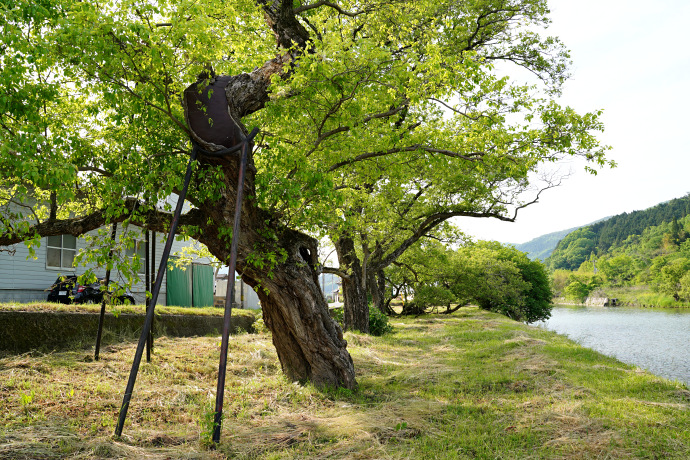 栗原の四本柳