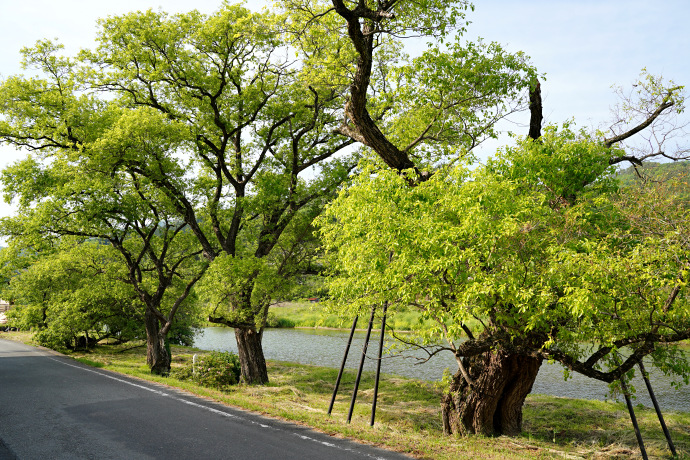 栗原の四本柳