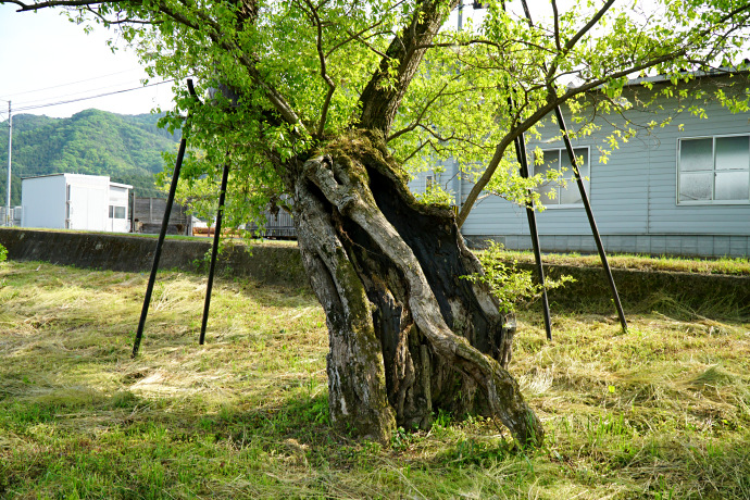 栗原の四本柳