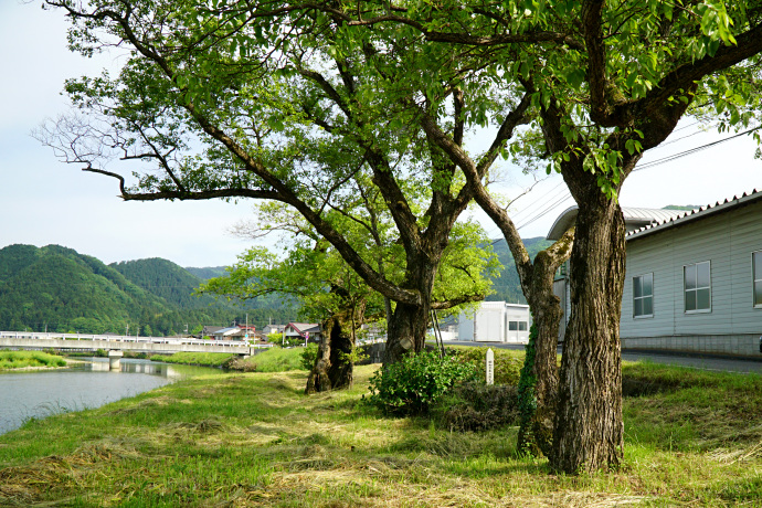 栗原の四本柳