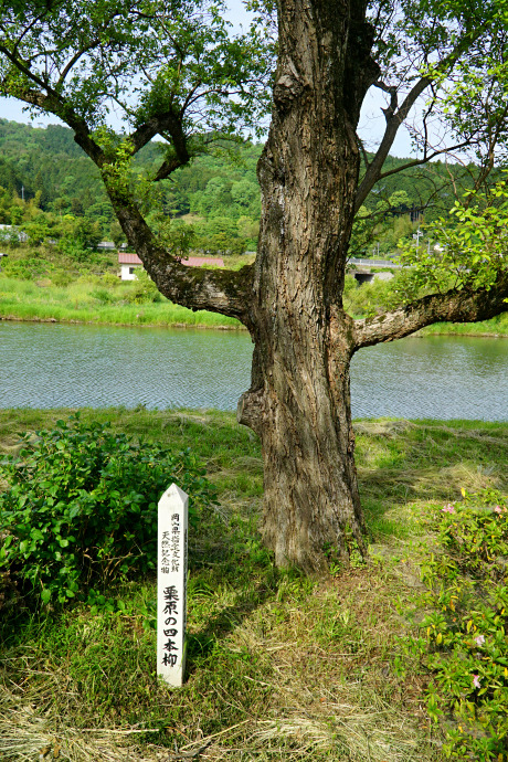 栗原の四本柳