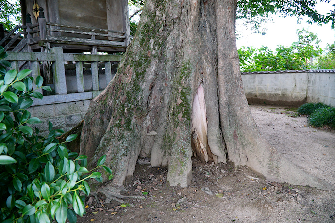 真名井神社のムクノキ