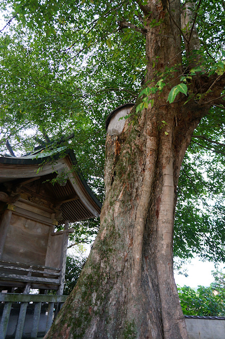 真名井神社のムクノキ