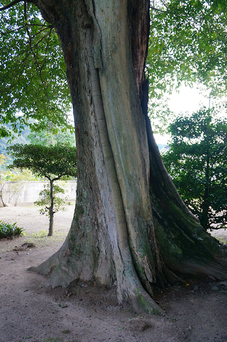 真名井神社のムクノキ