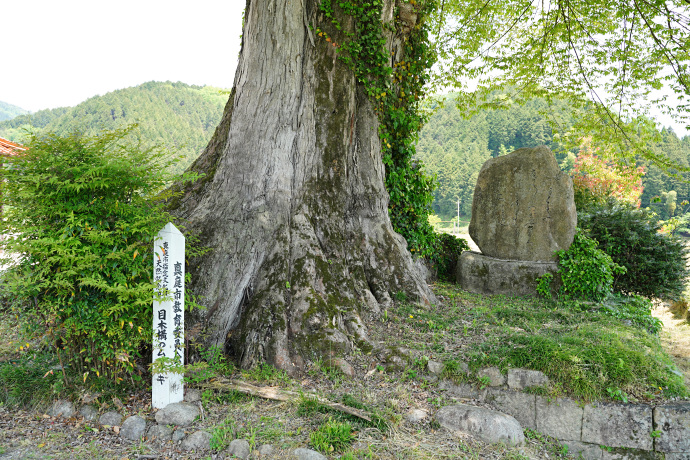 目木構のムクノキ