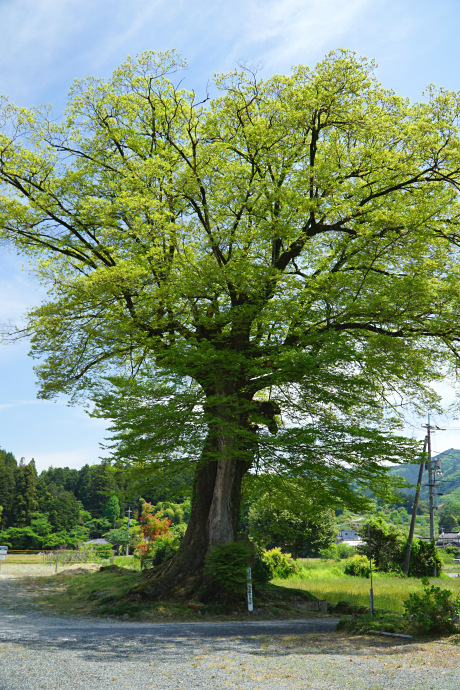 目木構のムクノキ