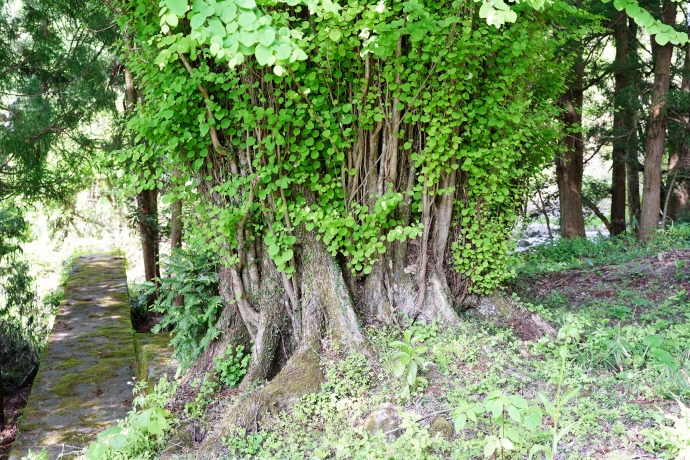 見尾のカツラ