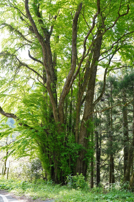 見尾のカツラ