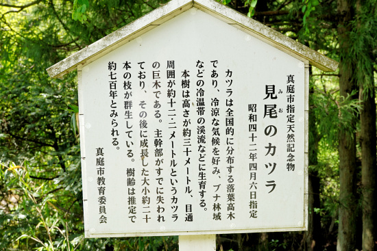 見尾のカツラ説明板