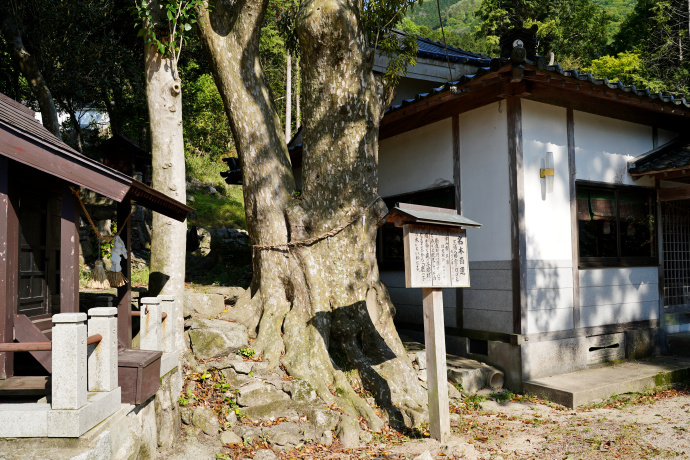 三浦八幡宮のカゴノキ