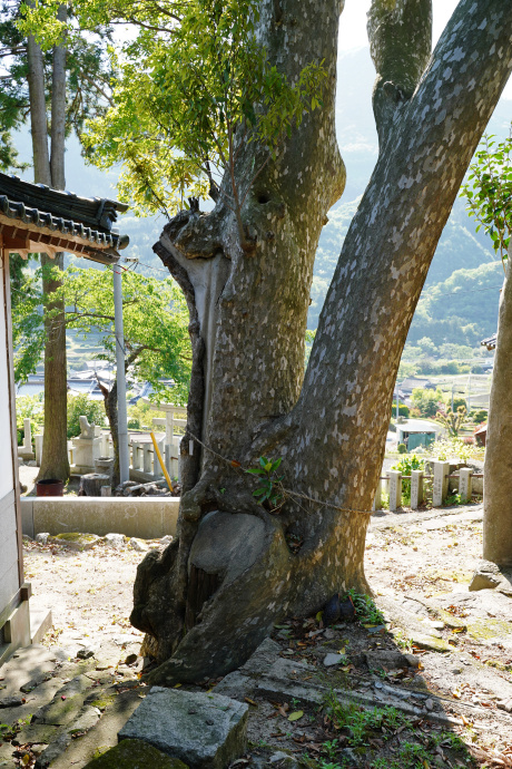 三浦八幡宮のカゴノキ