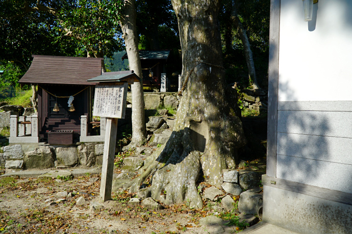 三浦八幡宮のカゴノキ