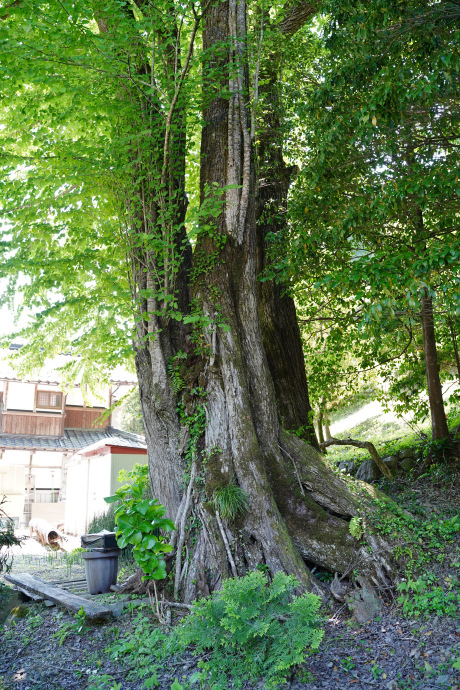 宗重の大桂