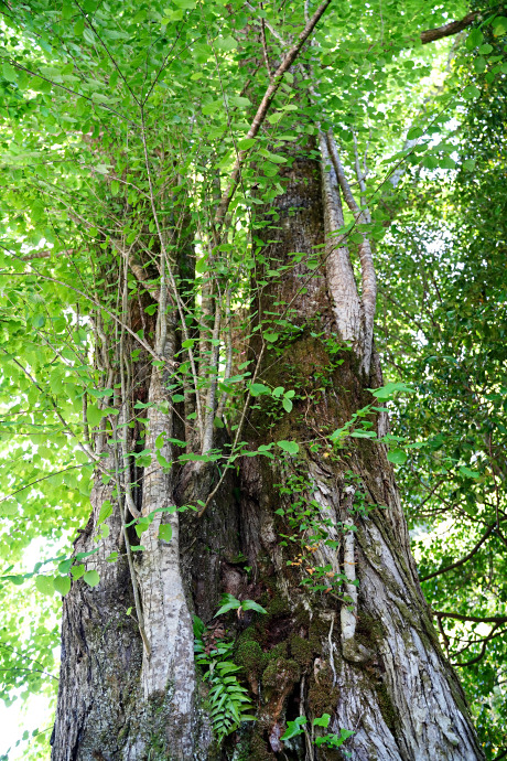 宗重の大桂