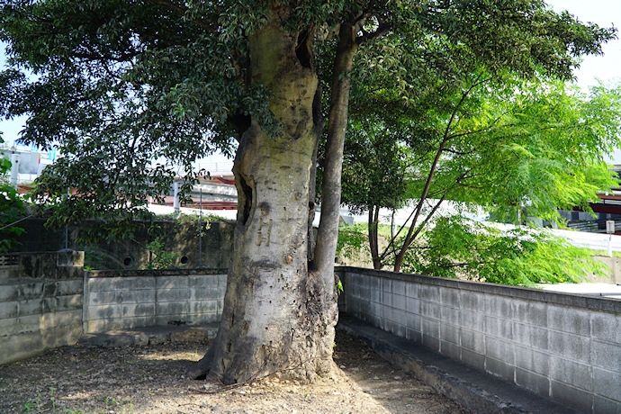 妙法寺のクロガネモチ