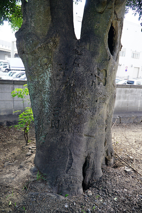 妙法寺のクロガネモチ