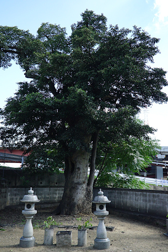 妙法寺のクロガネモチ