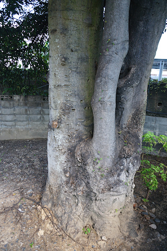 妙法寺のクロガネモチ