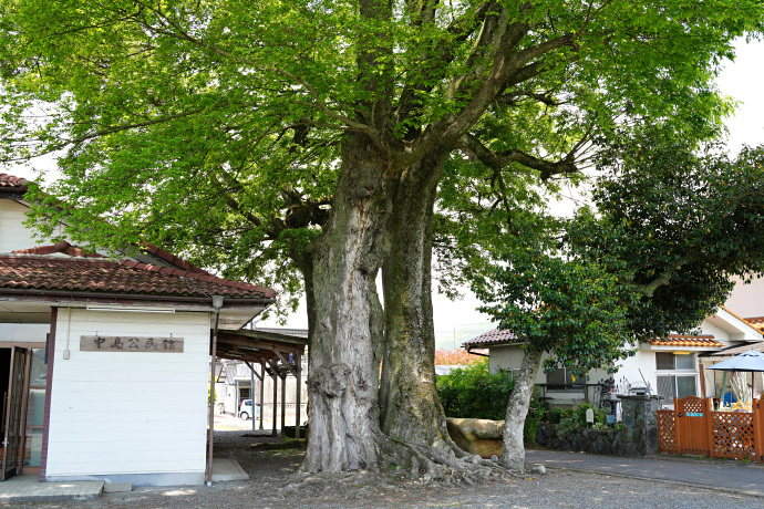 中島公民館のエノキ・ムクノキ