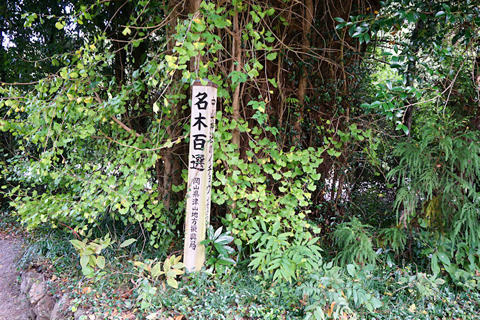 中山神社のイチョウ