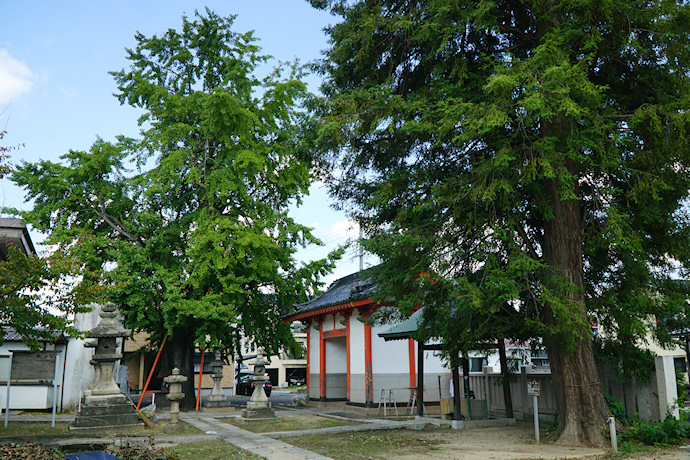 七日市西町春日神社のイチョウ・カヤ