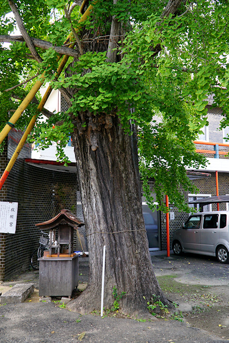 七日市西町春日神社のイチョウ