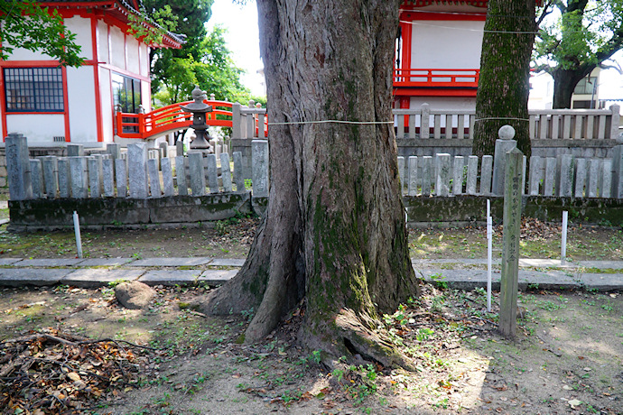 七日市西町春日神社のムクノキ