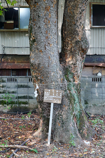 七日市西町春日神社のケヤキ