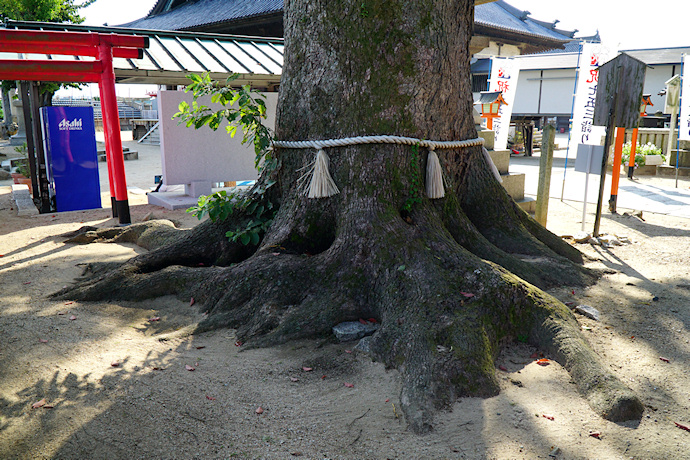 西大寺観音院のクスノキ