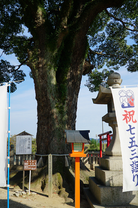 西大寺観音院のクスノキ