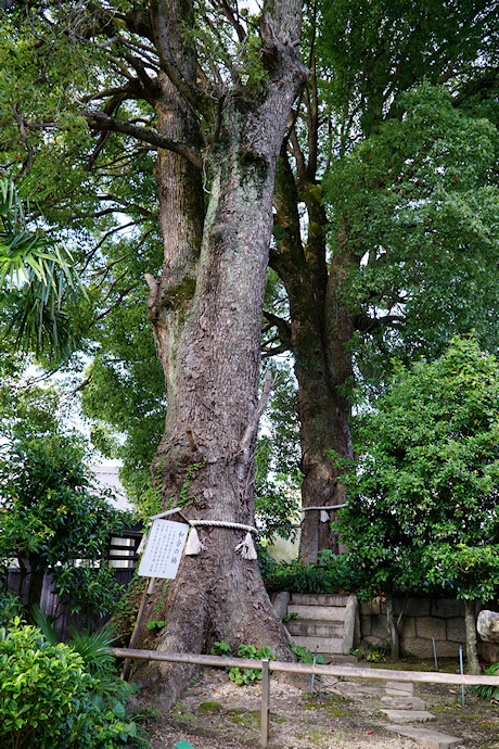 西大寺観音院・和合の楠