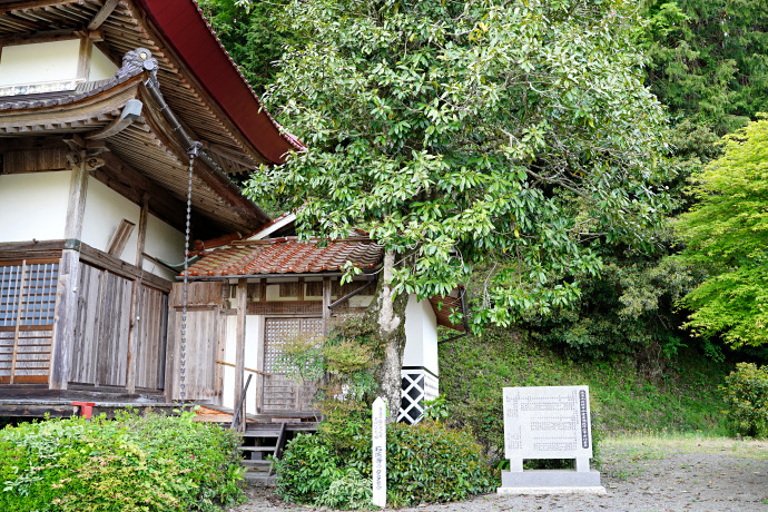 石城寺のタラヨウ