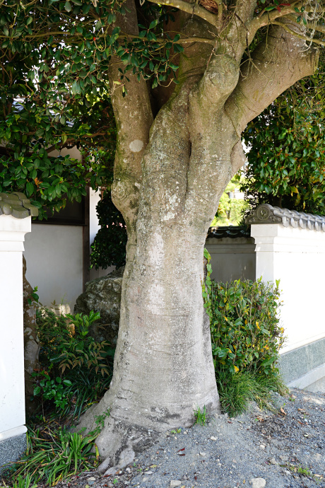 真光寺のモッコク