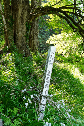 新免のイチョウ