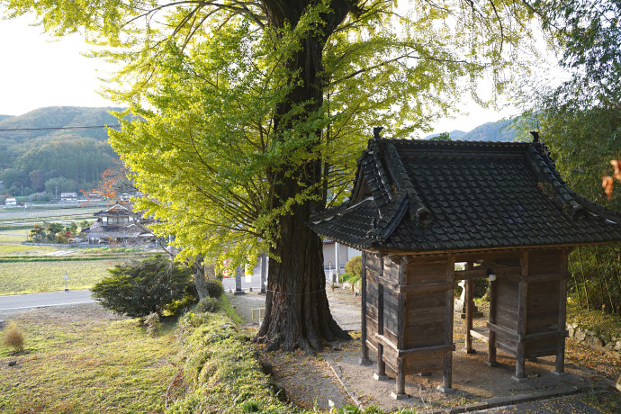 獅子山八幡宮のイチョウ