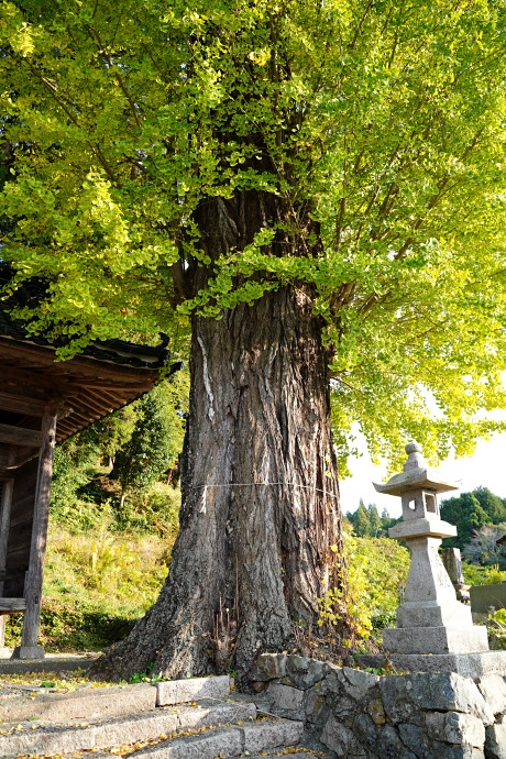 獅子山八幡宮のイチョウ