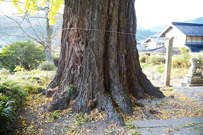 獅子山八幡宮のイチョウ