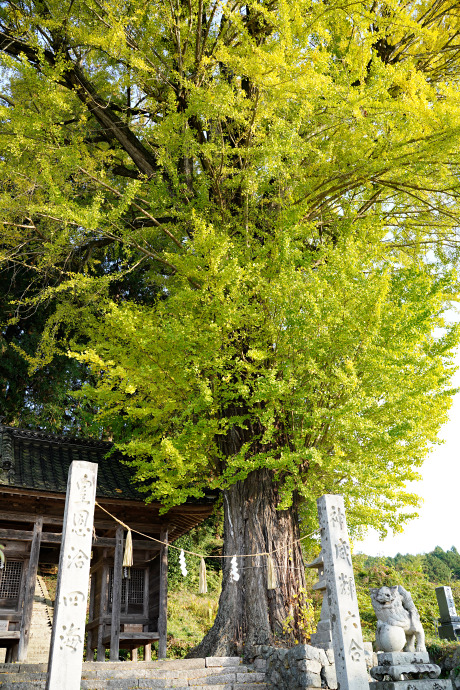 獅子山八幡宮のイチョウ