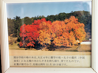 カイノキの紅葉写真