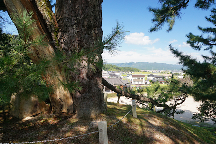 角力取山の大松