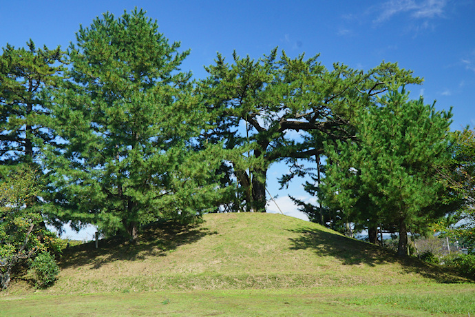 角力取山の大松