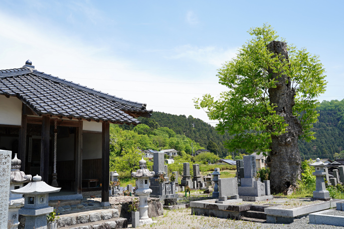 田下地蔵堂のムクロジ