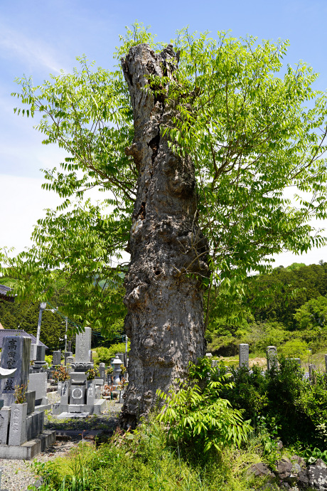 田下地蔵堂のムクロジ