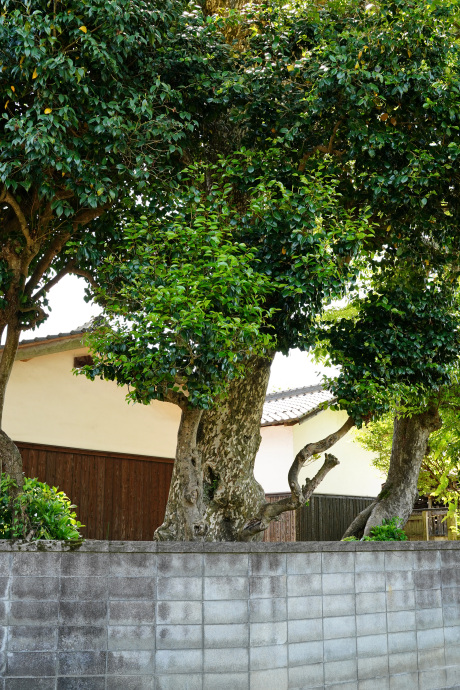 問屋のカゴノキ